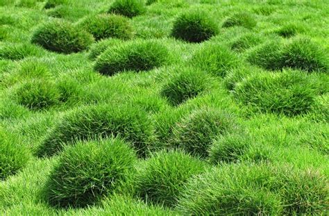 14 Cool Season Grasses For Creating The Yard Of Your Dreams