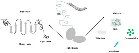 Biomedicines Free Full Text Evaluation And Application Of Silk