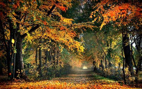 Autumn Road Nature Wallpapers Hd Desktop Wallpaper