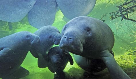 Manatees Flooding Warm Water Says Florida Park Washington Times