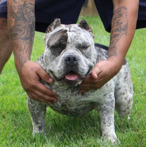 Get yours through lancaster puppies. Micro Bully Puppy For Sale Near Me - Pets Ideas