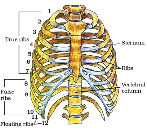 Rib Cage Muscles Diagram Rib Cage Muscles Diagram Ribs Rule The My