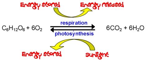 As a result, cellular respiration, rather than photosynthesis takes place during this photorespiration. botany - How do plants get carbon? - Biology Stack Exchange
