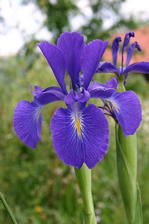 The original Fleur de Lis, Louisiana Blue Iris official ... Contact fleur de lys artistry in flowers on messenger.