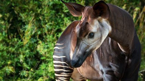 Okapi The Houston Zoo