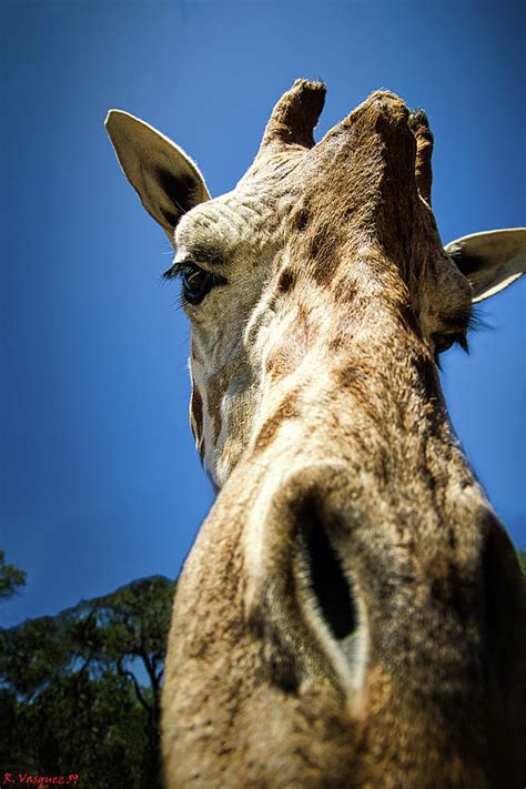Giraffe Up Close And Personal Photograph By Rene Vasquez Fine Art America