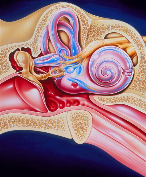Artwork Of Sensory Organs In Middle And Inner Ear Photograph By John