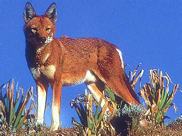 Population decline of the ethiopian wolf is increasingly being tied to diseases, particularly in the bale mountains. Endangered Species: Ethiopian Wolf
