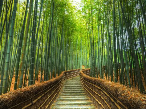 Bamboo Forest In Kyoto Japan