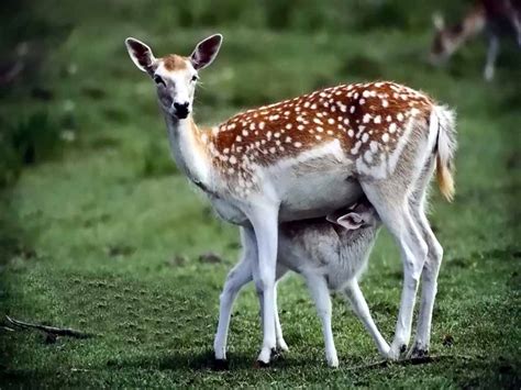 Deer Wildlife Info Facts And Photos The Wildlife