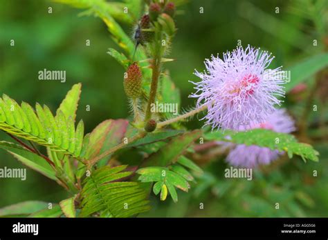 Sensitive Plant Mimosa Pudica Inflorescence Stock Photo Alamy