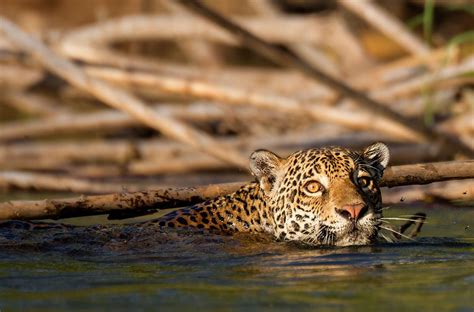 30 Amazon Rainforest Animals to Spot in the Wild | Amazon rainforest