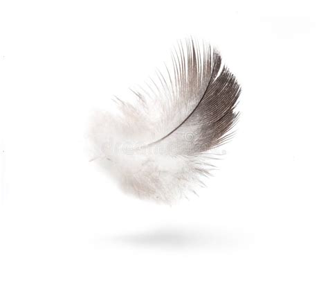 White Feather Background