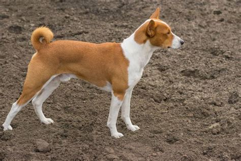 7 Things You Didnt Know About The Basenji Dogs Of The