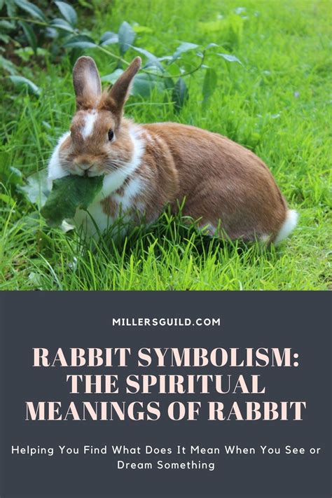 Rabbit Symbolism The Spiritual Meanings Of Rabbit 2023