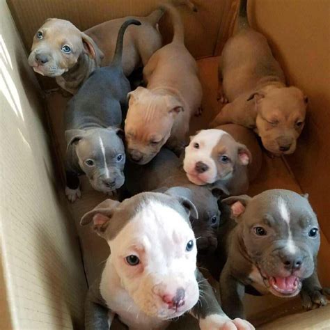 44 Adorable Pitbull Mixed Breeds In 2020 With Images Puppies