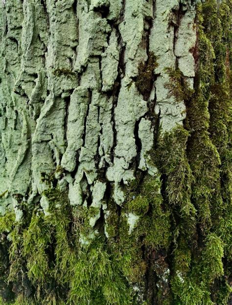 Tree Bark In The Forest Stock Photo Image Of Nature 170182908