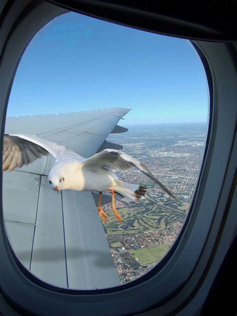Sea Gull In Plane Window You Might Be Wondering If Your