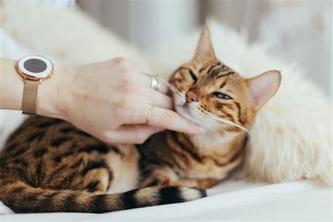 How To Massage A Cat And Why You Should Try It