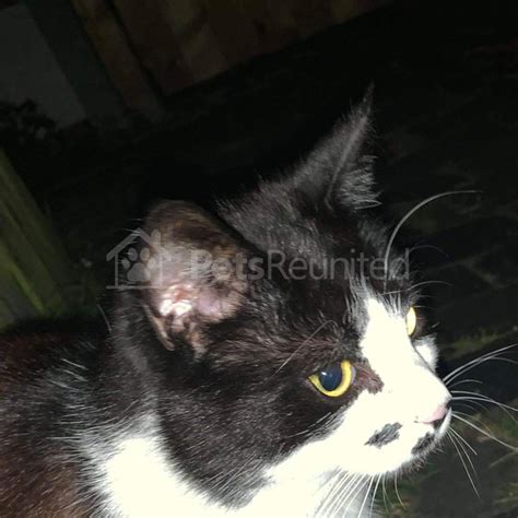 Found Cat Black White Brown Cat Walsall Area West Midlands