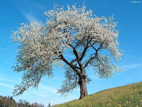Wiosna Drzewo Łąka Kwitnące
