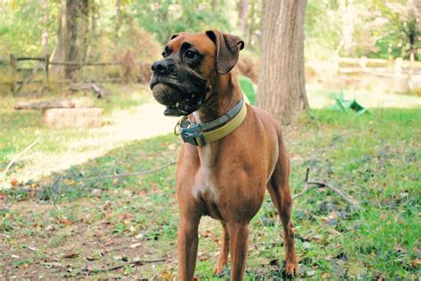 Fotos Gratis Perro Animal Boxer Mascotas Vertebrado Raza Canina