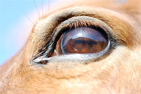 How To Treat Conjunctivitis In Horses Home Design Ideas