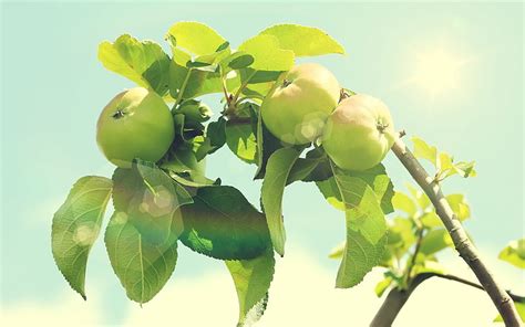 Three Green Apples Apples Green Branch Hd Wallpaper Wallpaperbetter