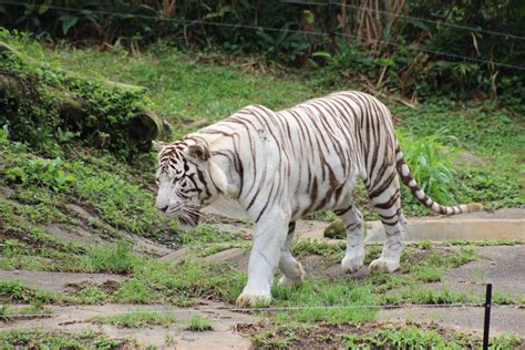 White Bengal Tiger Zoochat