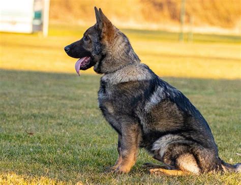 What You Need To Know Before Getting A Czech German Shepherd K9 Web