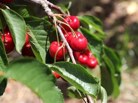 Aussie Cherry Growers Hit Back At China The Courier Mail