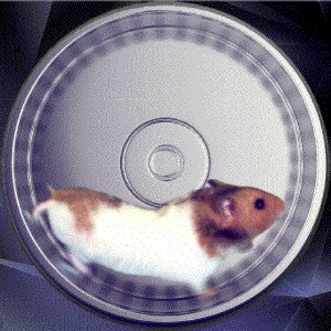 Hamster Wheel S 70 Animated Rodents Run In A Wheel