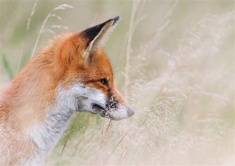 Red Fox Watching Prey Through Long Grass London Uk Photograph By