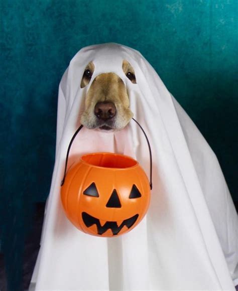 15 Pics That Prove Labradors Always Win At Halloween Page 2 Of 5