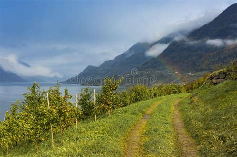 Apple Garden Fjordrainbow Mountains And Clouds Stock Photo Image