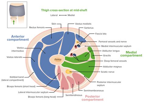 Thigh Cross Sectional Anatomy