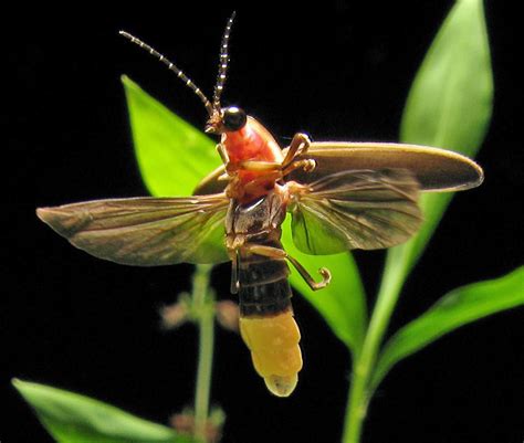 14 Fun Facts About Fireflies Science Smithsonian Magazine