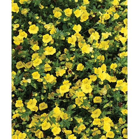 Proven Winners Golddust Mecardonia Live Plant Yellow Flowers 425