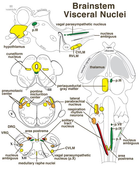 Brainstem Visceral Nuclei