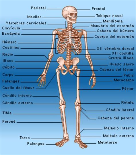 Bienvenidos Los Huesos Del Cuerpo Humano