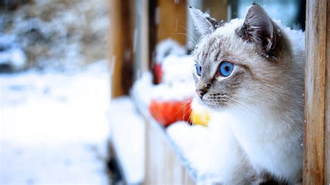 Cat Snow Animals Blue Eyes Wallpapers Hd Desktop And