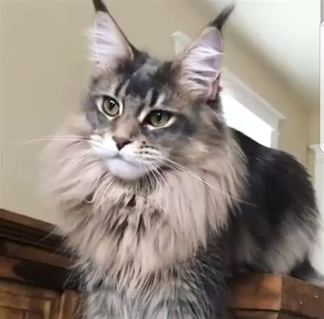 Pin On Maine Coon Cats