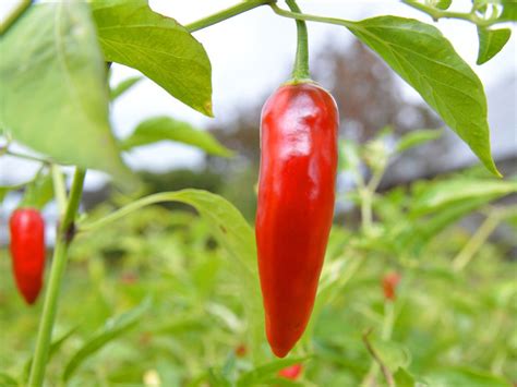 Thai Chili Pepper Hot Sex Picture