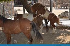 mating horses season zoo stock darica istanbul