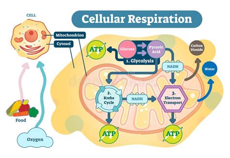 Where does respiration take place in a cell. Cellular Respiration Medical Vector Illustration Diagram ...
