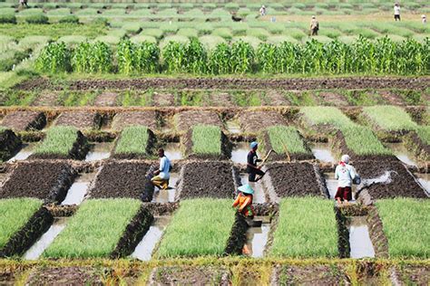 Home hasil pembelajaran ppt download. Ciri Ciri Umum Pertanian Di Indonesia - Ini Cirinya