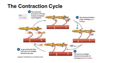 Steps To The Contraction Cycle Skeletal Muscle Diagram Quizlet
