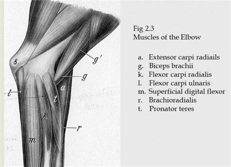 Medial Epicondyle Anatomy