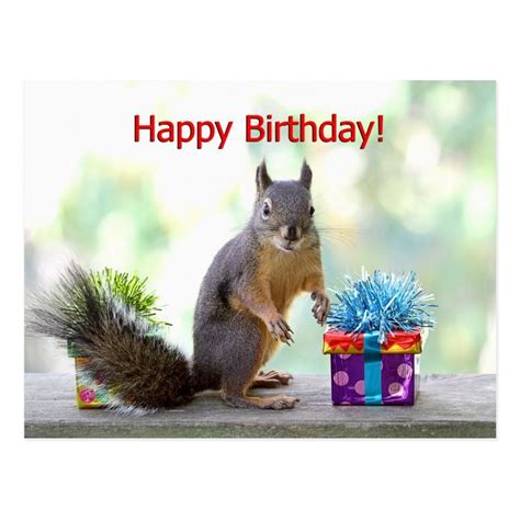 Happy Birthday Squirrel Postcard Zazzle Happy Birthday Squirrel