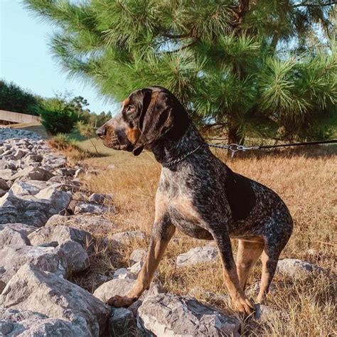 14 Pictures Only Coonhound Dog Owners Will Think Are Funny The Dogman